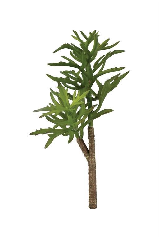 Cathedral Bells Dark Green Succulent