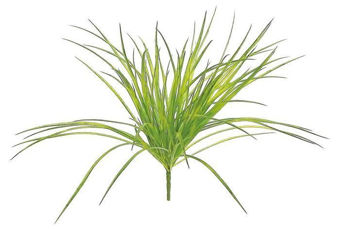 Light Green Zebra Grass Bush