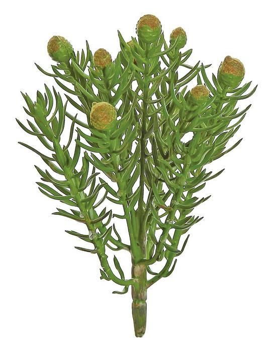 Green &amp; Orange Desert Protea Plant