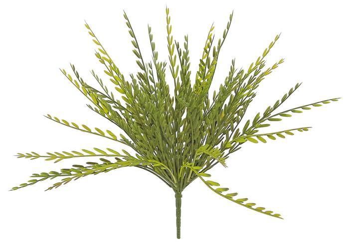 Axillaris Green Moss Grass Bush