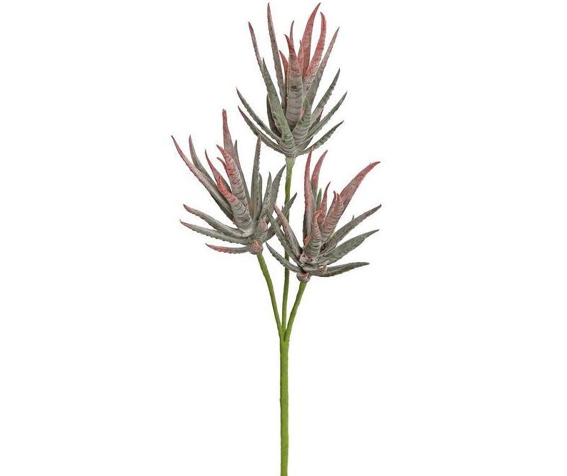 Dragon Claw Succulent