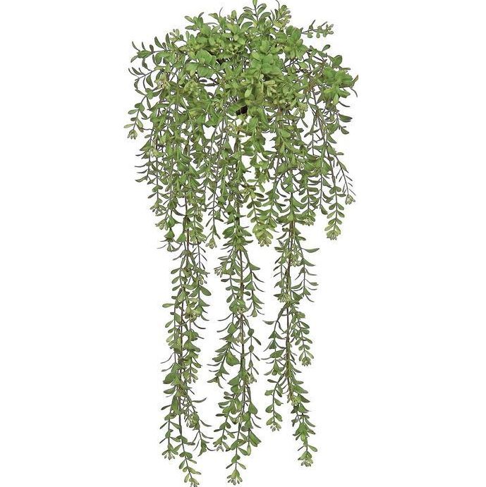 Boxwood Bush Vine