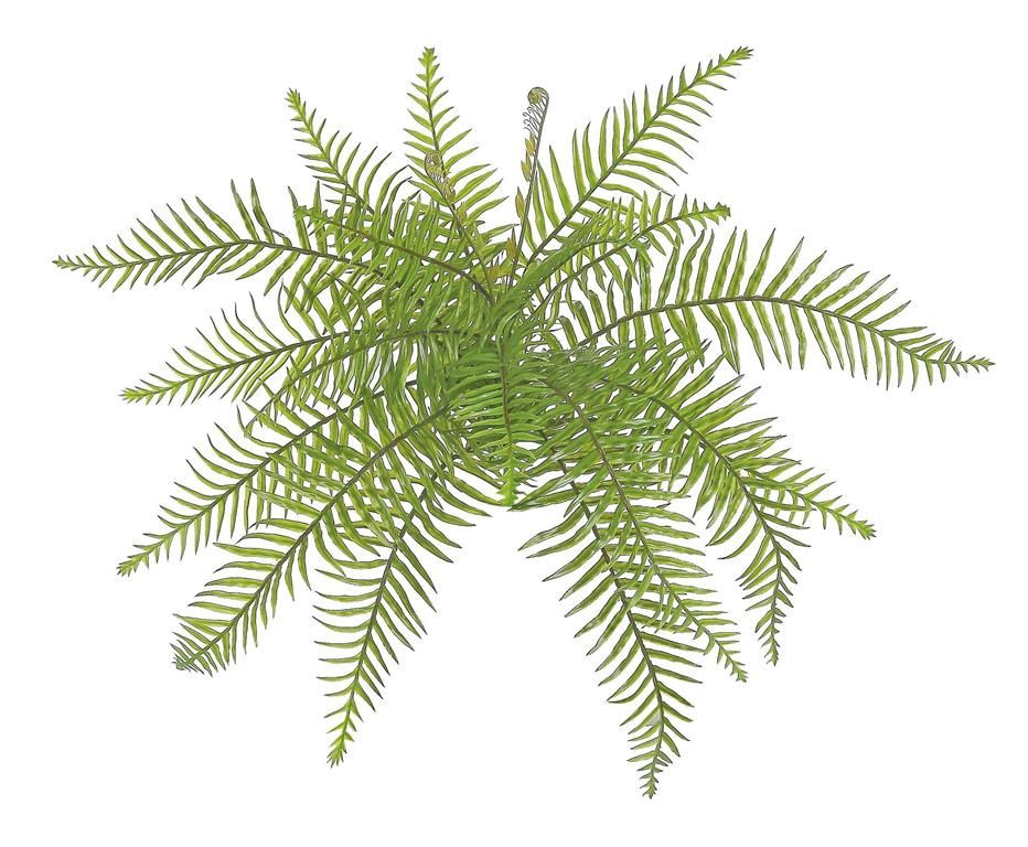 Mountain Fern