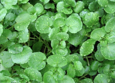 Organic Watercress Nasturtium OFFICINAL
