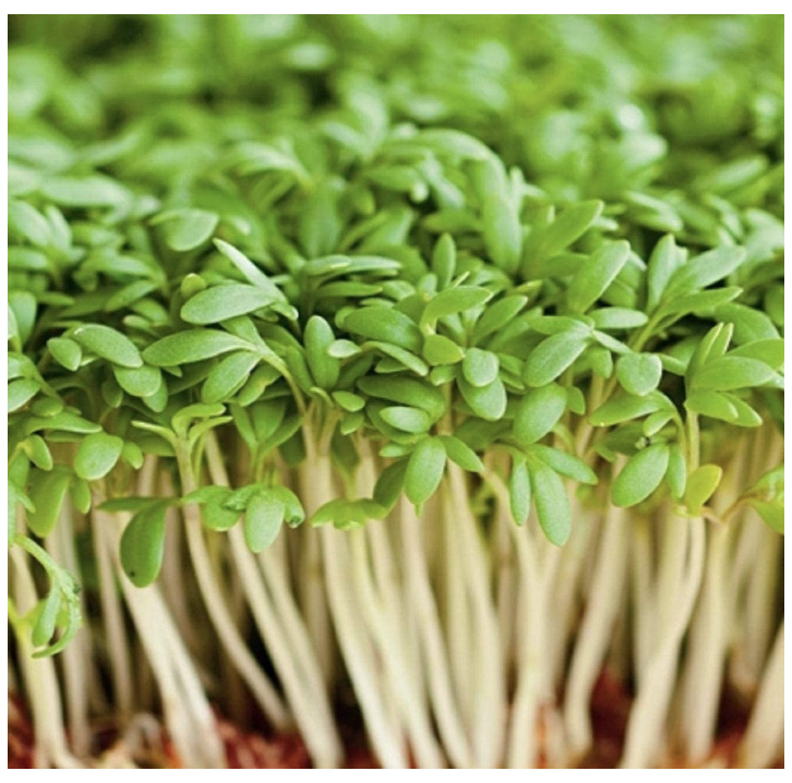 Organic Watercress Nasturtium OFFICINAL