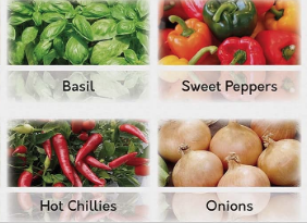 Organic 21 Seed Vegetable - Herb - Seeds Grow Kit