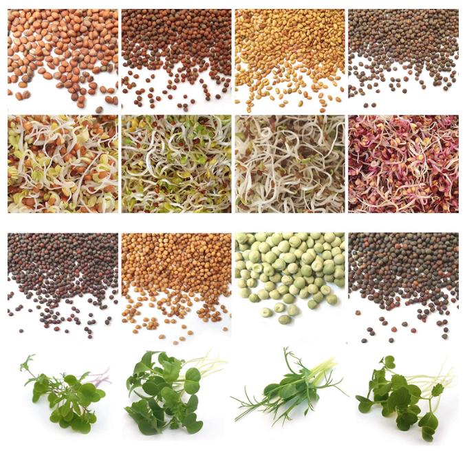 8 popular organic sprouting Microgreens in convenient packs.