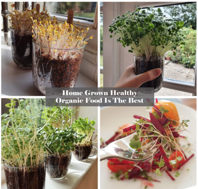 8 popular organic sprouting Microgreens in convenient packs.