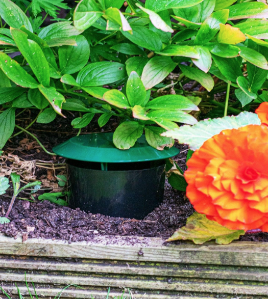 Beer Slug &amp; Snail Traps Simple. Safe Around Children And Pets