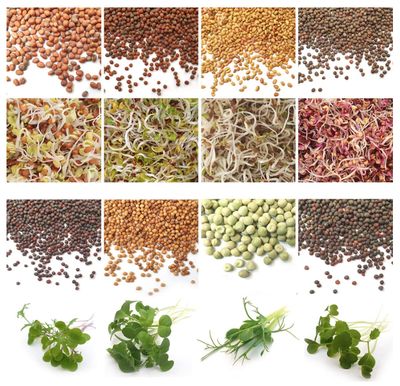 8 popular organic sprouting Microgreens in convenient packs.