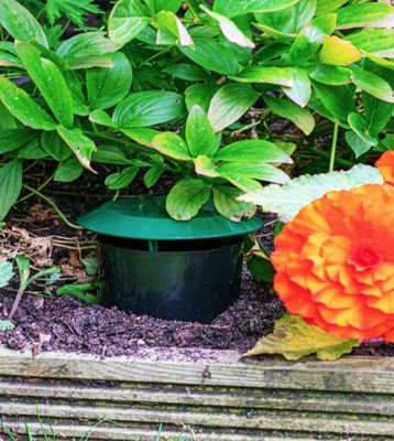 Beer Slug &amp; Snail Traps Simple. Safe Around Children And Pets