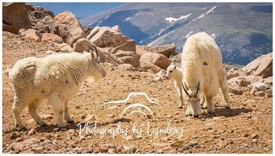 Mountain Goats on Mt. Evans