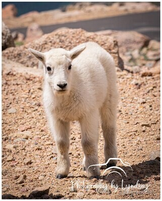 "Fluffy" the Baby Mountain Goat