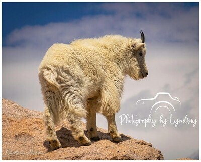 "Harry" the Mountain Goat