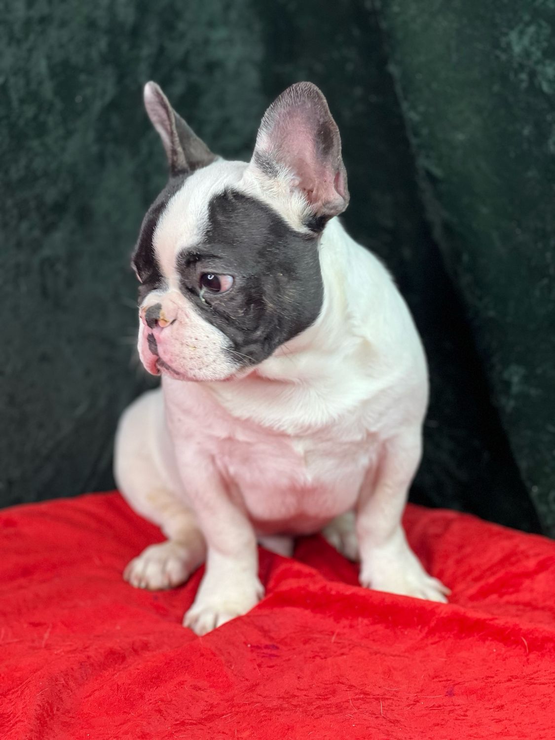 Milo