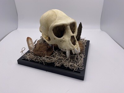 Vervet Monkey Skull, Crystals, and Morel Mushrooms