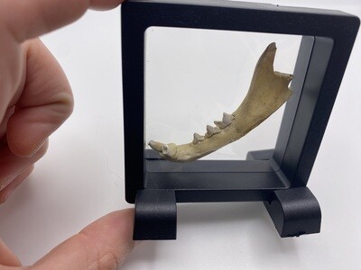 Cat Jaw Bone