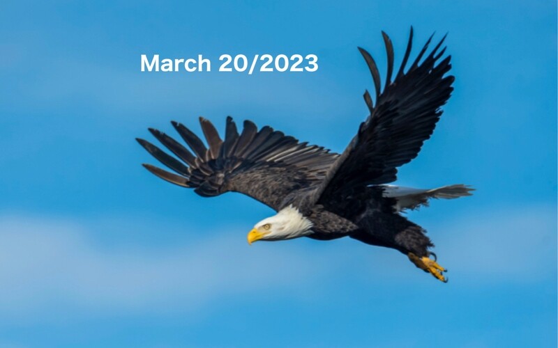 EAT EAGLE  By Anita Alexander