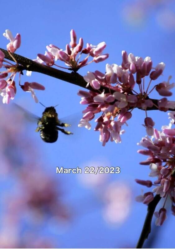 SPRINGING UP IN SPRING!   By Mariel Villarreal