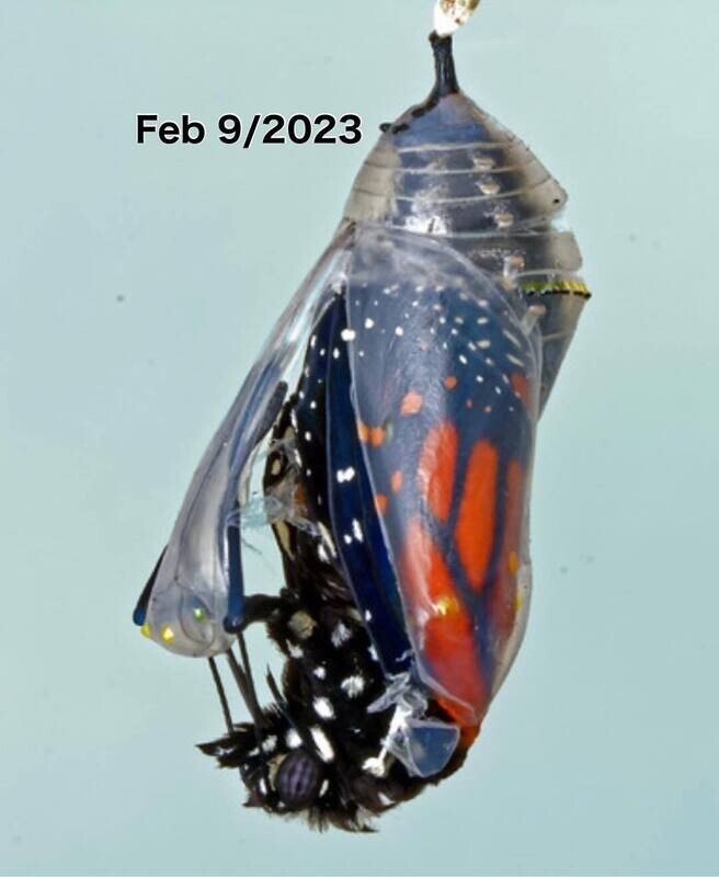 Cocoons Are Opening! Beautiful Transformations Are Revealed! By Rene Parsons