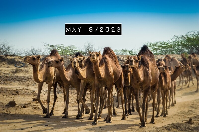 A WORD FOR MAY: THE CAMELS ARE COMING HOME! By Yvon Attia