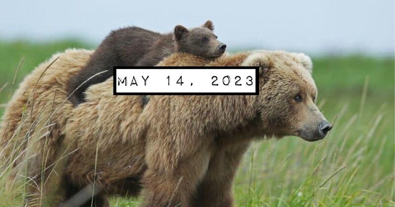 MAMA BEARS ARISE  By Jeremiah Johnson