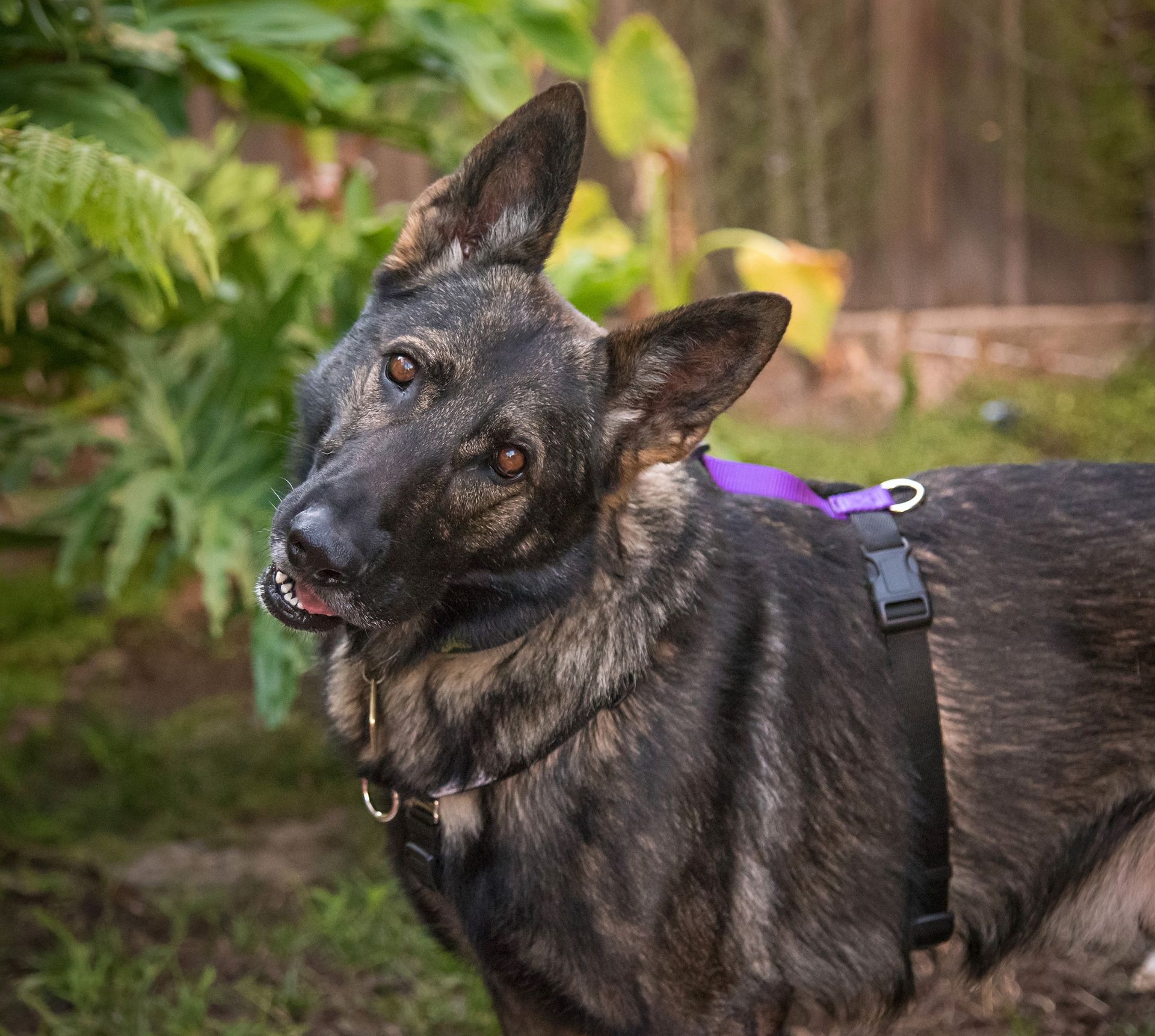 Blue-9 Balance Harness