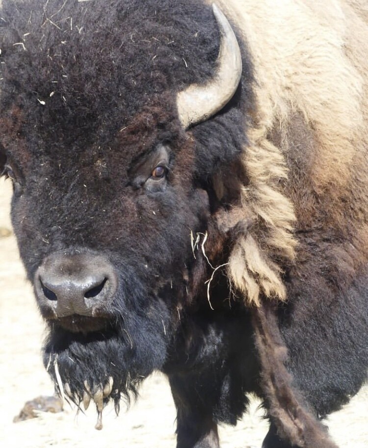 Raw Bison Fiber