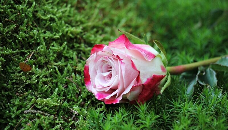 Fresh Cut Rose Fragrance Oil - หัวน้ำหอมกลิ่น กุหลาบสด