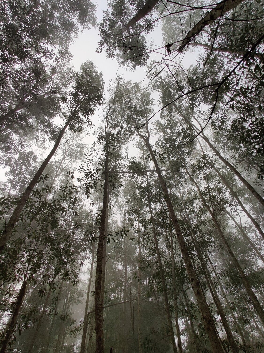Eucalyptus Essential Oil - น้ำมันหอมระเหยยูคาลิปตัส