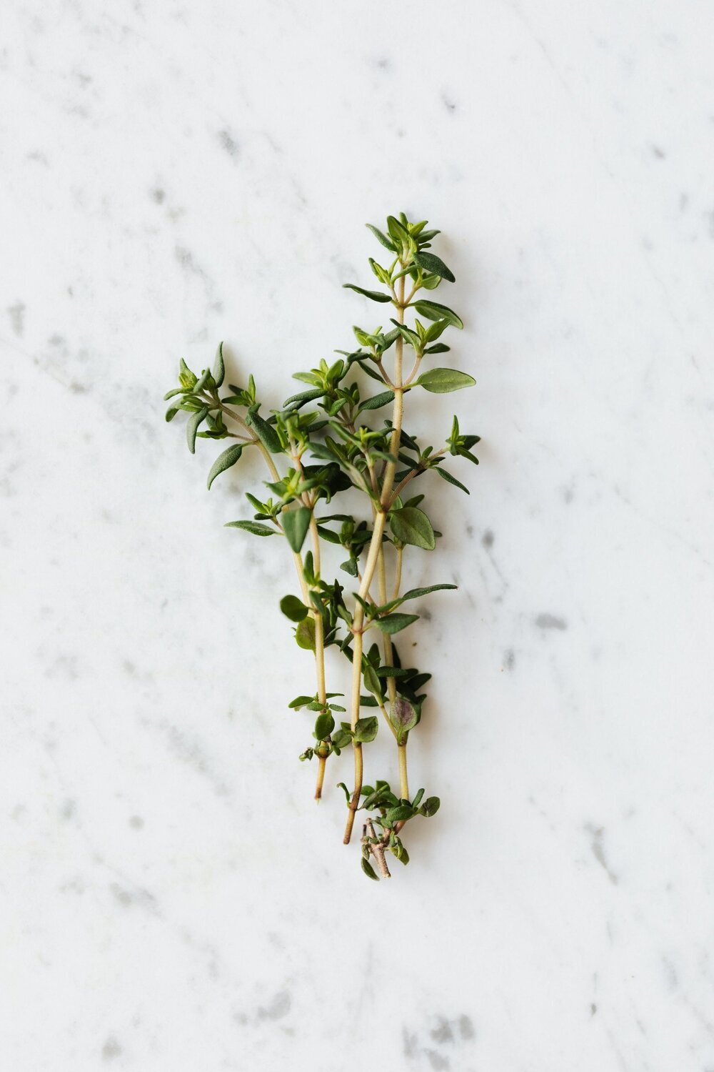 White Thyme Essential Oil - น้ำมันหอมระเหยใบไทม์