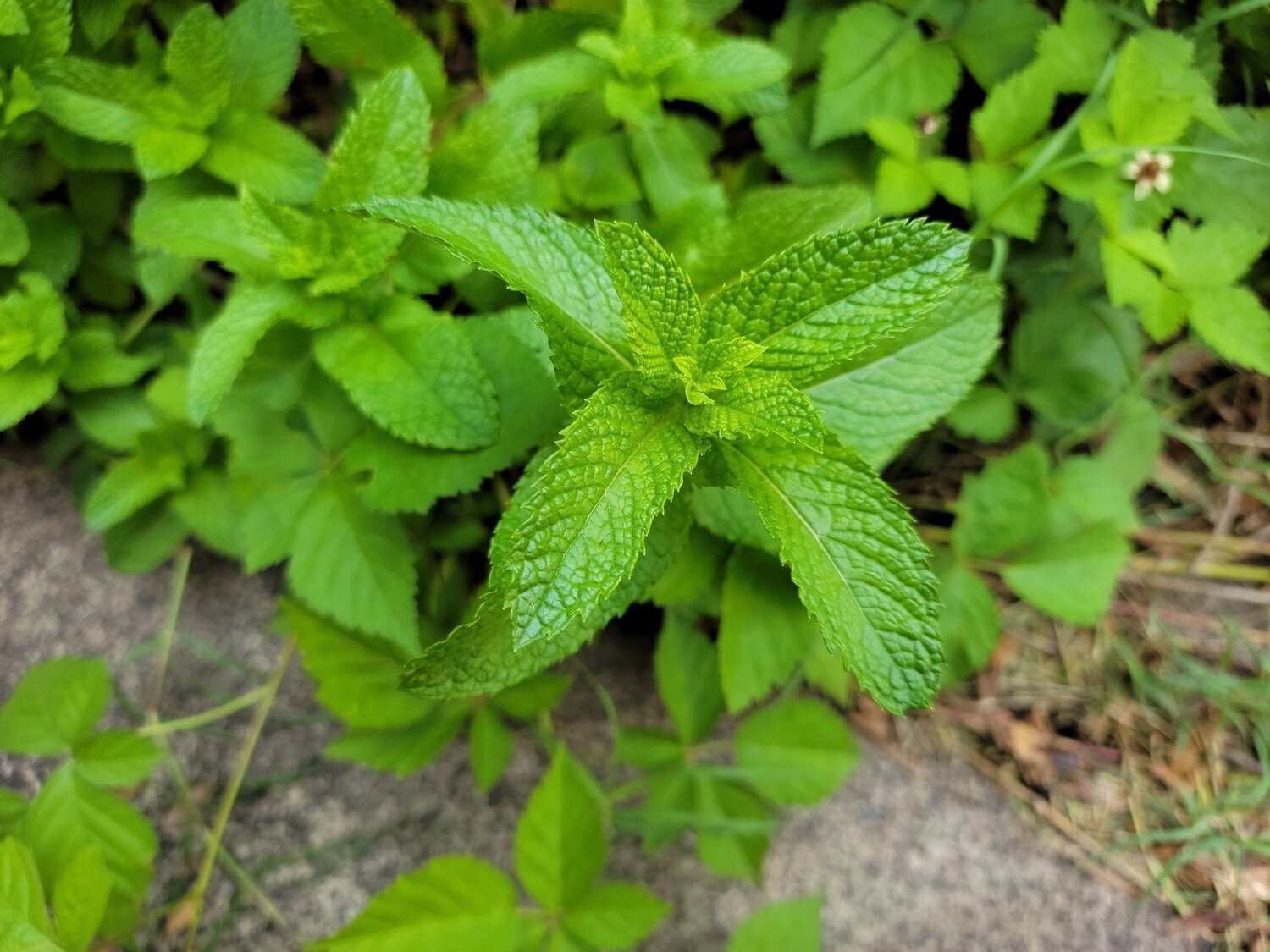 Spearmint Essential Oil - น้ำมันหอมระเหยสเปียร์มินท์