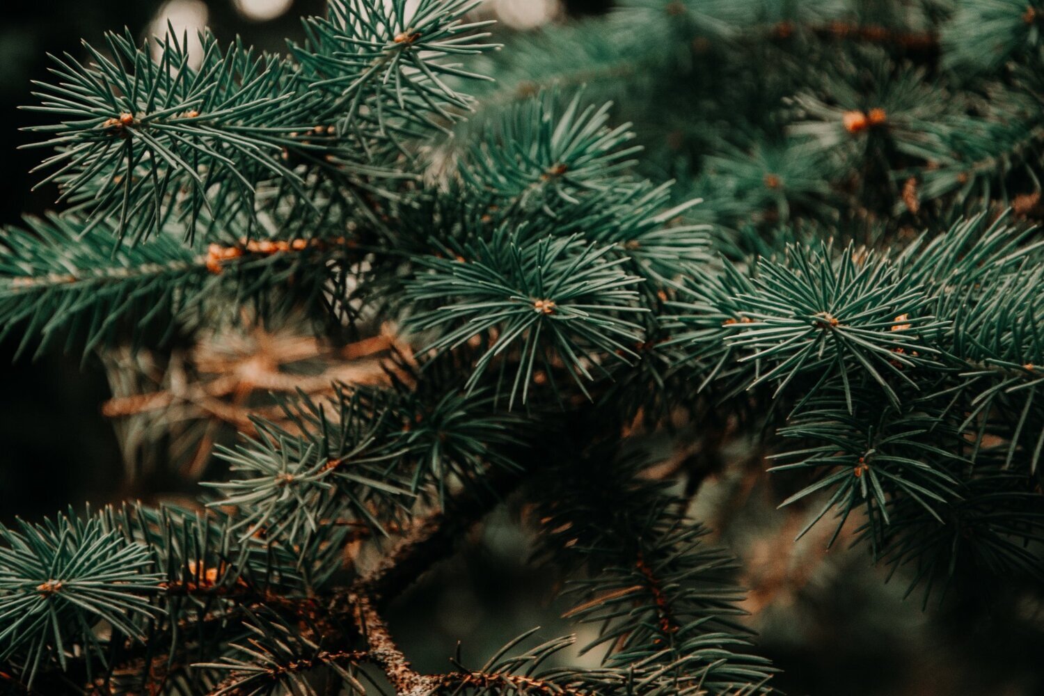 Pine Essential Oil - น้ำมันหอมระเหยใบสน