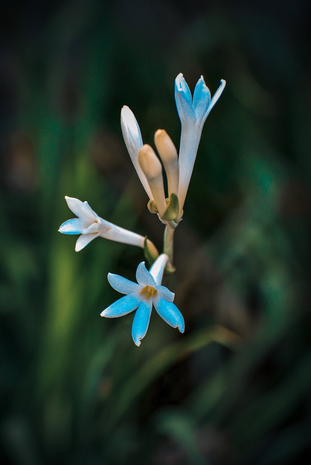 Tuberose Essential Oil - น้ำมันหอมระเหยดอกซ่อนกลิ่น