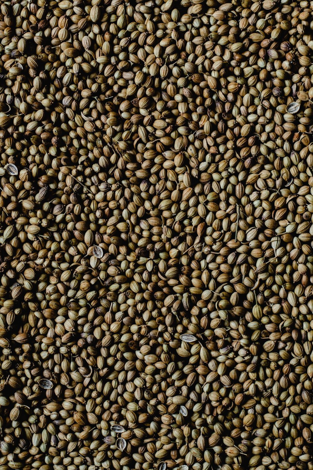 Coriander Fragrance Oil - หัวน้ำหอมกลิ่น เมล็ดผักชี
