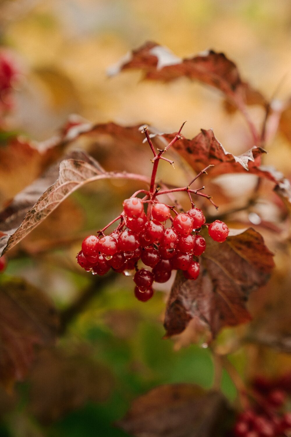 Dewberry Fragrance Oil - หัวน้ำหอมกลิ่น ดิวเบอร์รี่