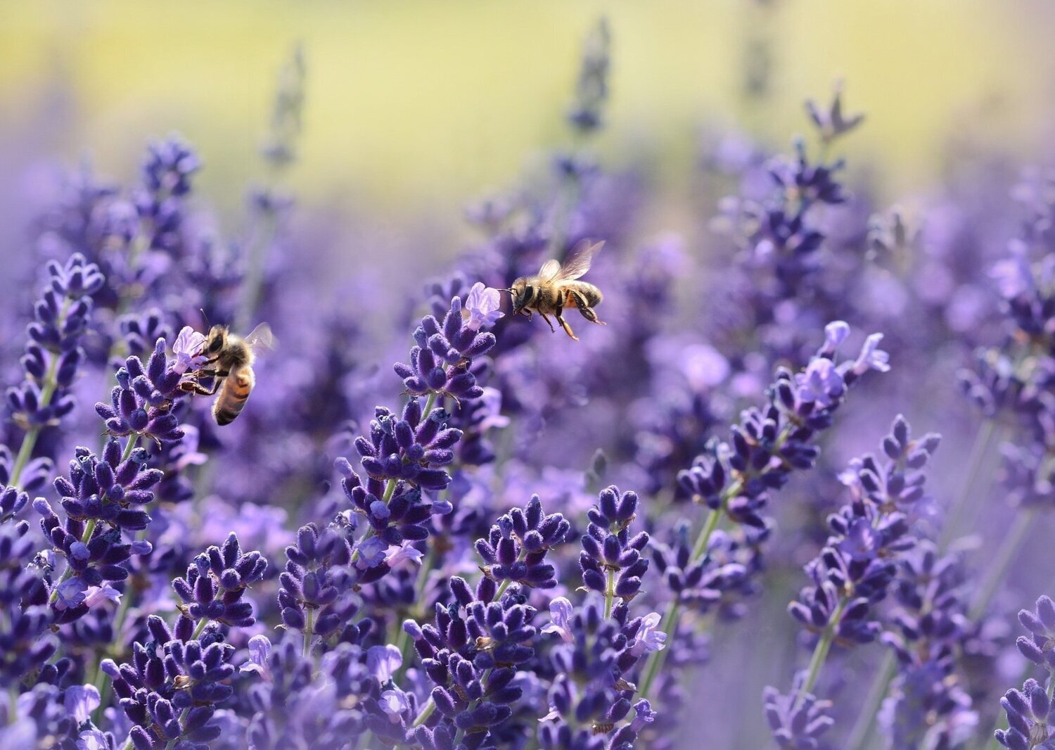 Lavender Fragrance Oil - หัวน้ำหอมกลิ่น ลาเวนเดอร์