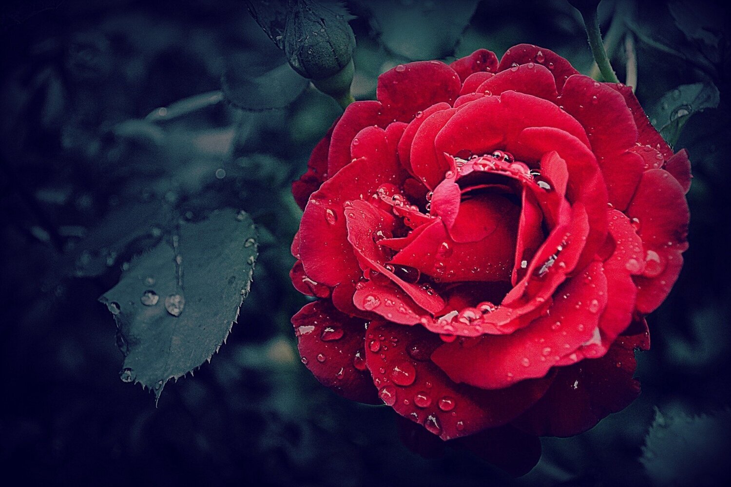 Red Rose Fragrance Oil - หัวน้ำหอมกลิ่น กุหลาบแดง