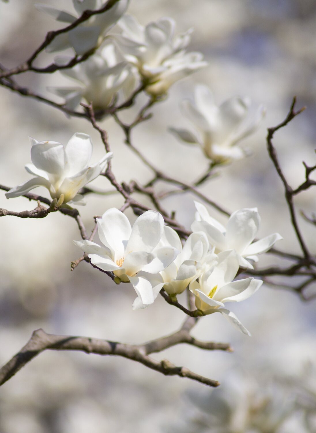 Apple Blossom Fragrance Oil - หัวน้ำหอมกลิ่น แอปเปิ้ล บลอสซั่ม