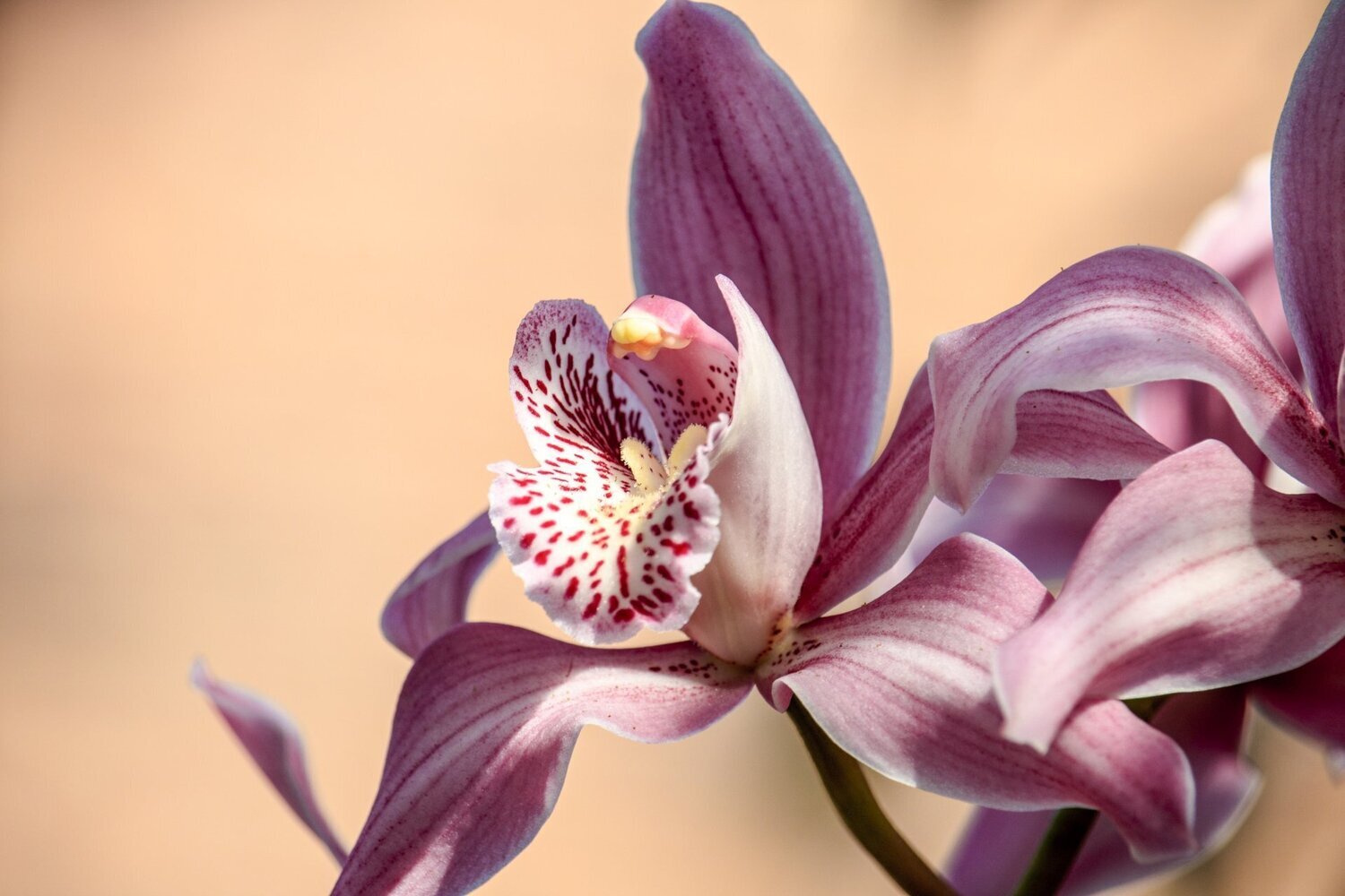 Orchid Fragrance Oil - หัวน้ำหอมกลิ่น กล้วยไม้