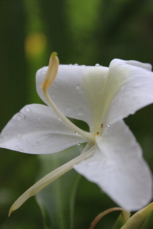 Ginger Lily Essential Oil - น้ำมันหอมระเหยดอกมหาหงส์