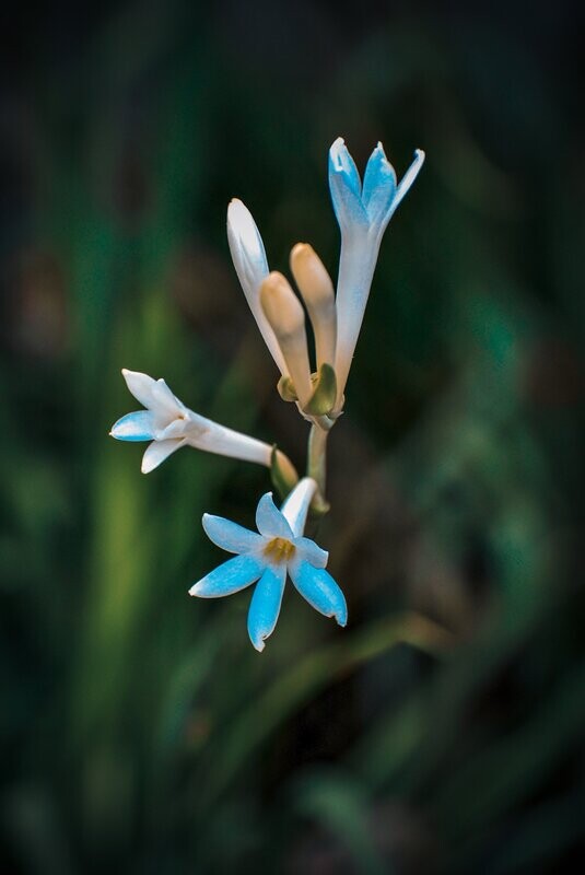 Tuberose Essential Oil - น้ำมันหอมระเหยดอกซ่อนกลิ่น