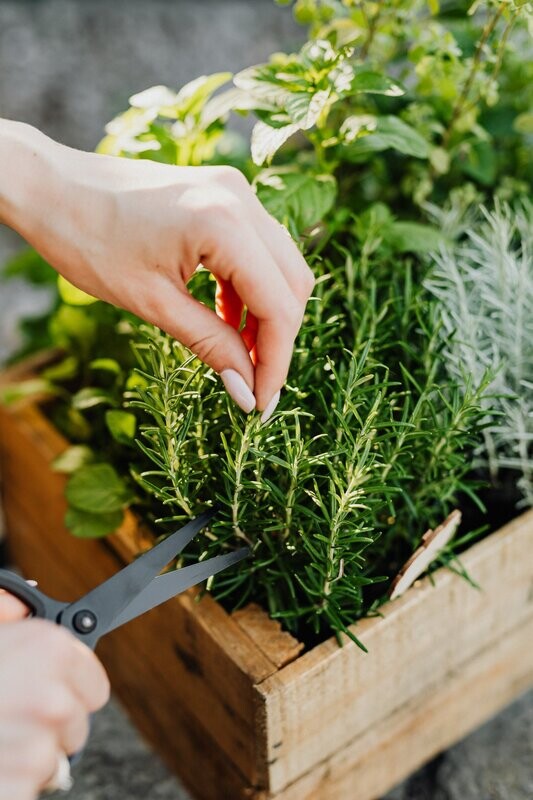 Rosemary Essential Oil - น้ำมันหอมระเหยโรสแมรี่