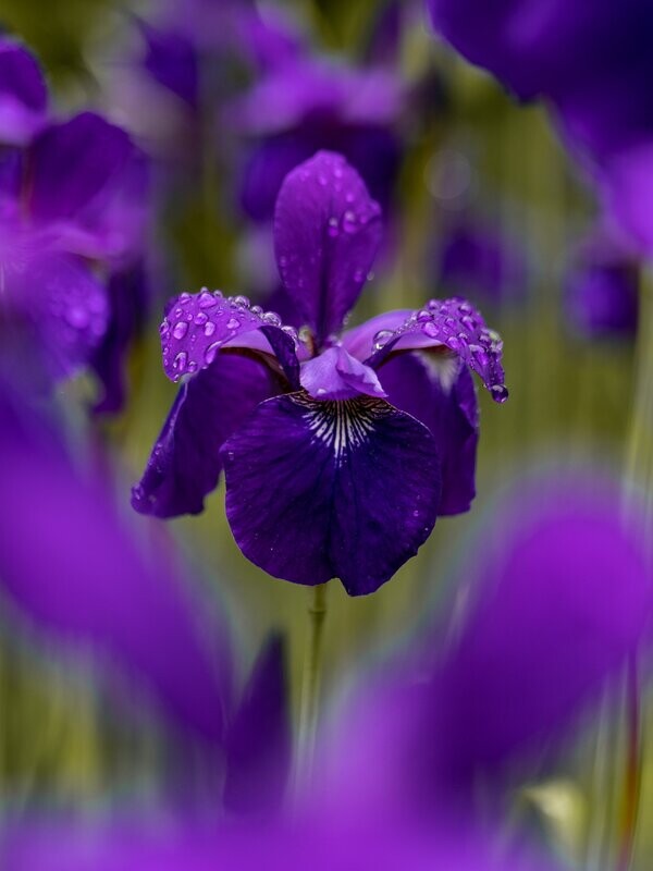 Iris Fragrance Oil - หัวน้ำหอมกลิ่น ไอริส
