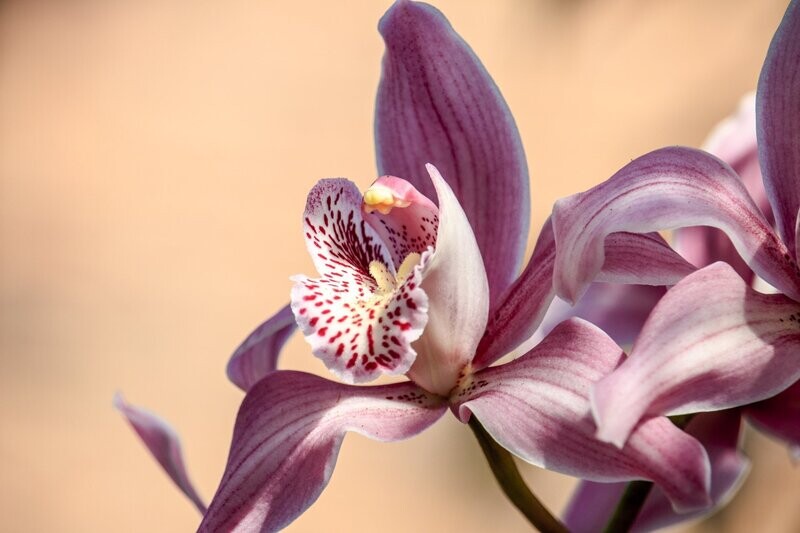 Orchid Fragrance Oil - หัวน้ำหอมกลิ่น กล้วยไม้