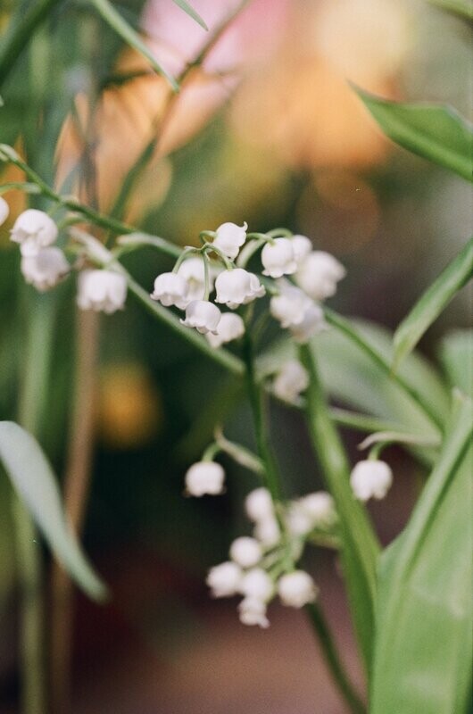 Lily of the Valley Fragrance Oil - หัวน้ำหอมกลิ่น ลิลลี่ ออฟ เดอะ วัลเลย์