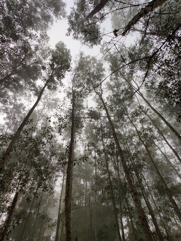 Eucalyptus Essential Oil - น้ำมันหอมระเหยยูคาลิปตัส