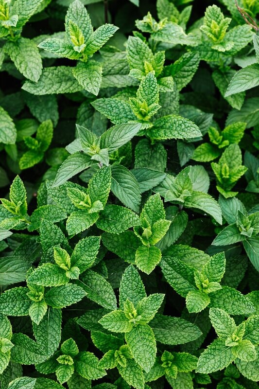 Peppermint Essential Oil - น้ำมันหอมระเหยเปปเปอร์มินท์