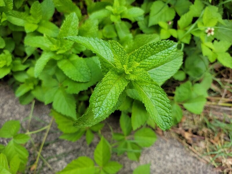 Spearmint Essential Oil - น้ำมันหอมระเหยสเปียร์มินท์