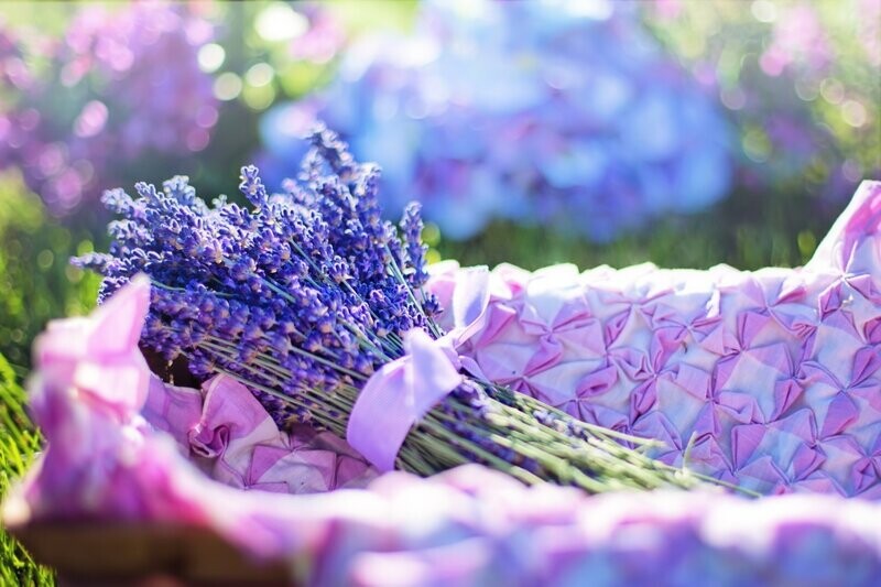 Spike Lavender Essential Oil - น้ำมันหอมระเหยสไปค์ ลาเวนเดอร์